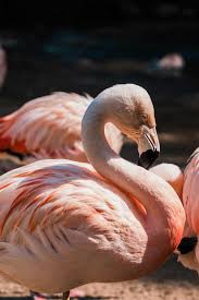 Pretty Pink Flamingo
