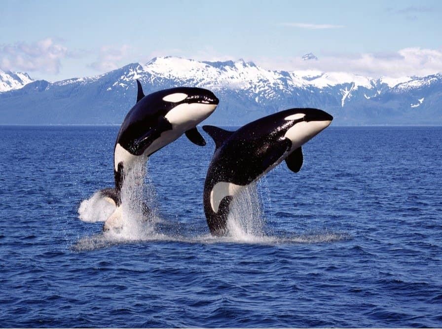 Killer whale with a mate